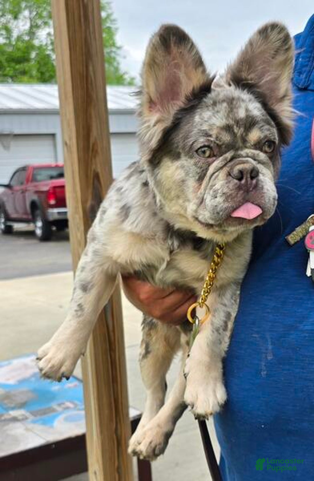 Mixed Breed dogs for sale: Queen lilac tricolor  - Ad 40