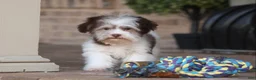 Havanese dogs for sale: Hope - Ad 32