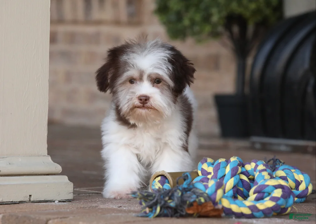 Havanese dogs for sale: Hope - Ad 32