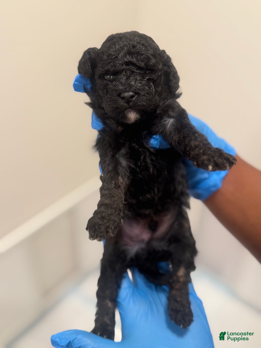 Mini Goldendoodle dogs for sale: Mini Goldendoodle ‘Jinx’  - Ad 3