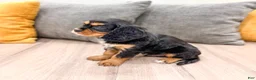 Cavalier King Charles Spaniel dogs for sale: Diesel - Ad 4