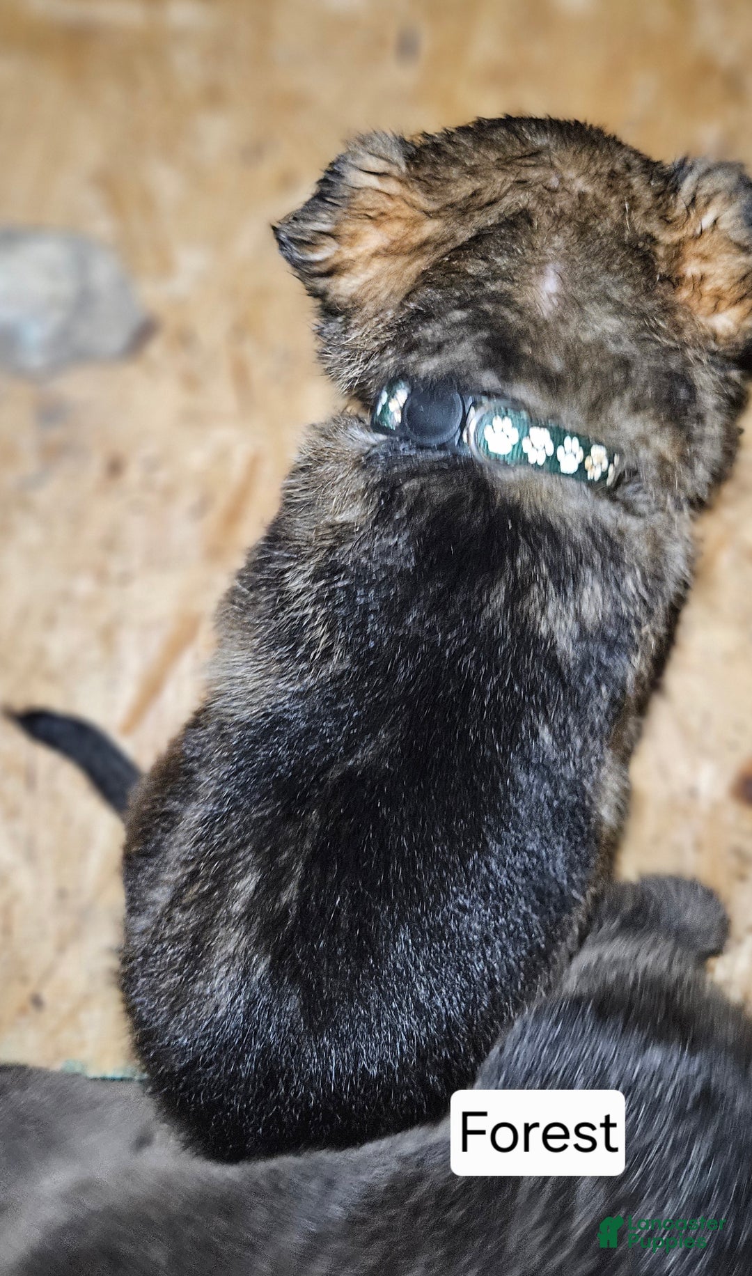 German Shepherd dogs for sale: German Shepherd Puppy 4 - Forest - Ad 3