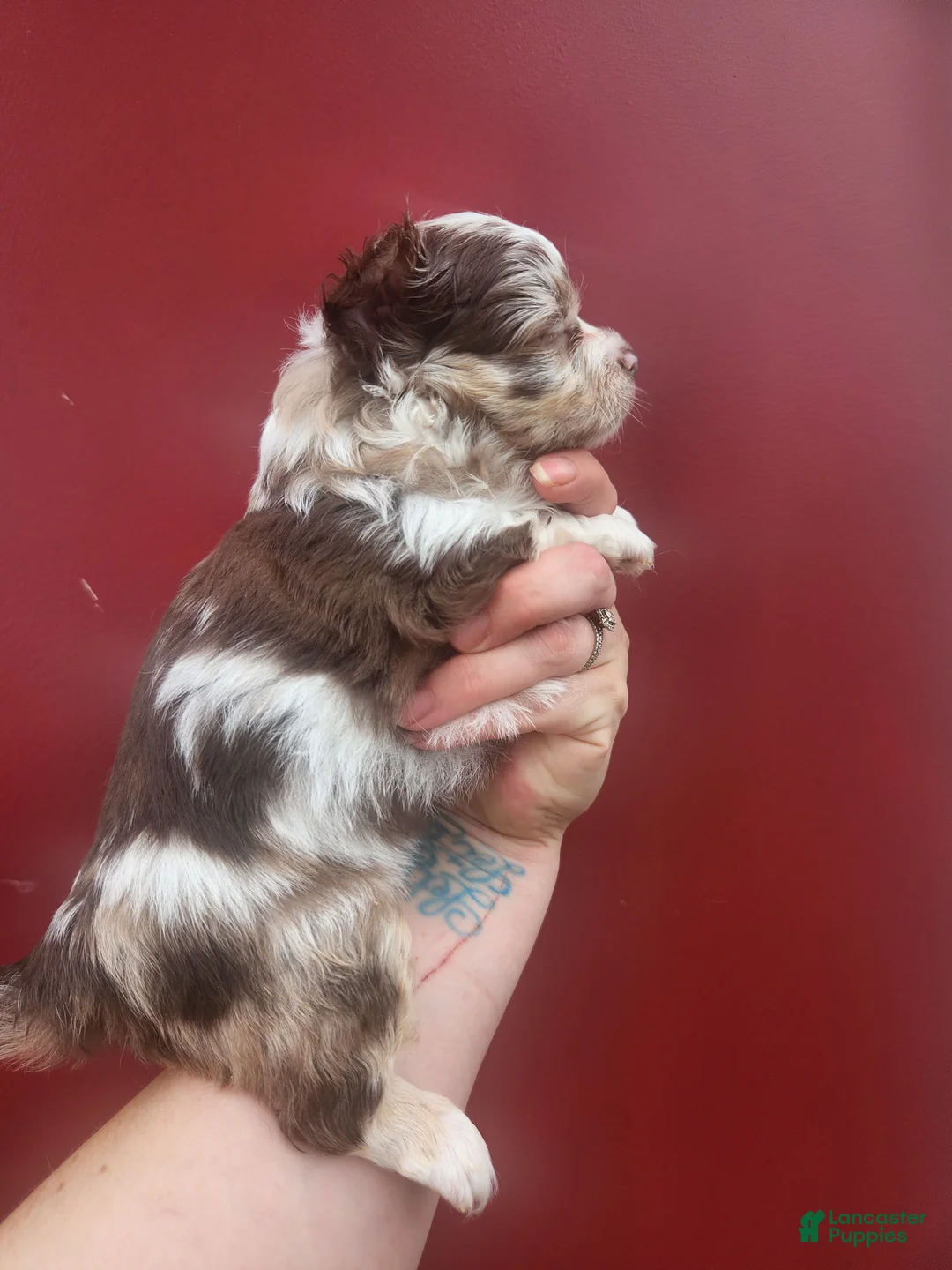 Chihuahua dogs for sale: Oakley - Ad 2