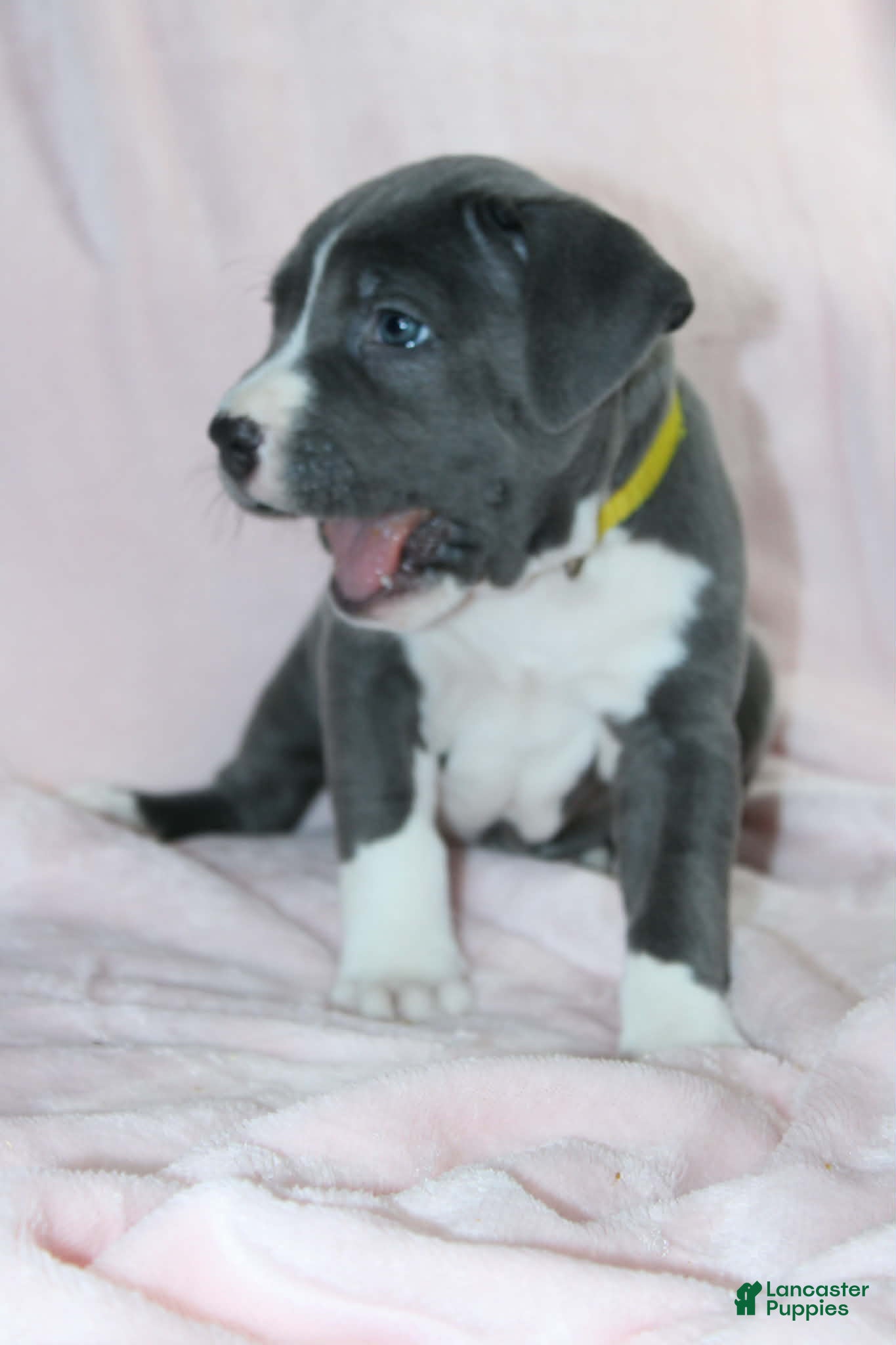 American Bully dogs Kitana - Ad 2