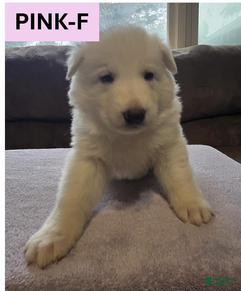 German Shepherd dogs Light Pink - Ad 14