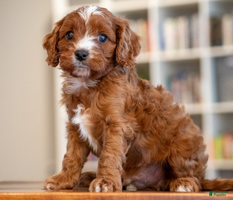 Cavapoo dogs Mason - Ad 22