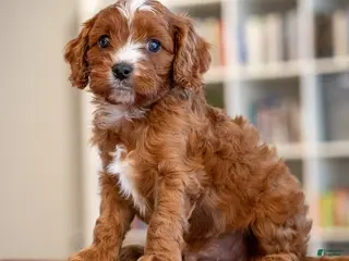 Cavapoo dogs Mason - Ad 22