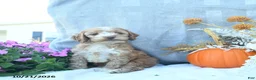 Cockapoo dogs for sale: Pumkin  - Ad 3