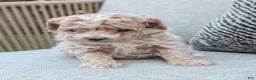 Bichpoo dogs for sale: Titan - Ad 2