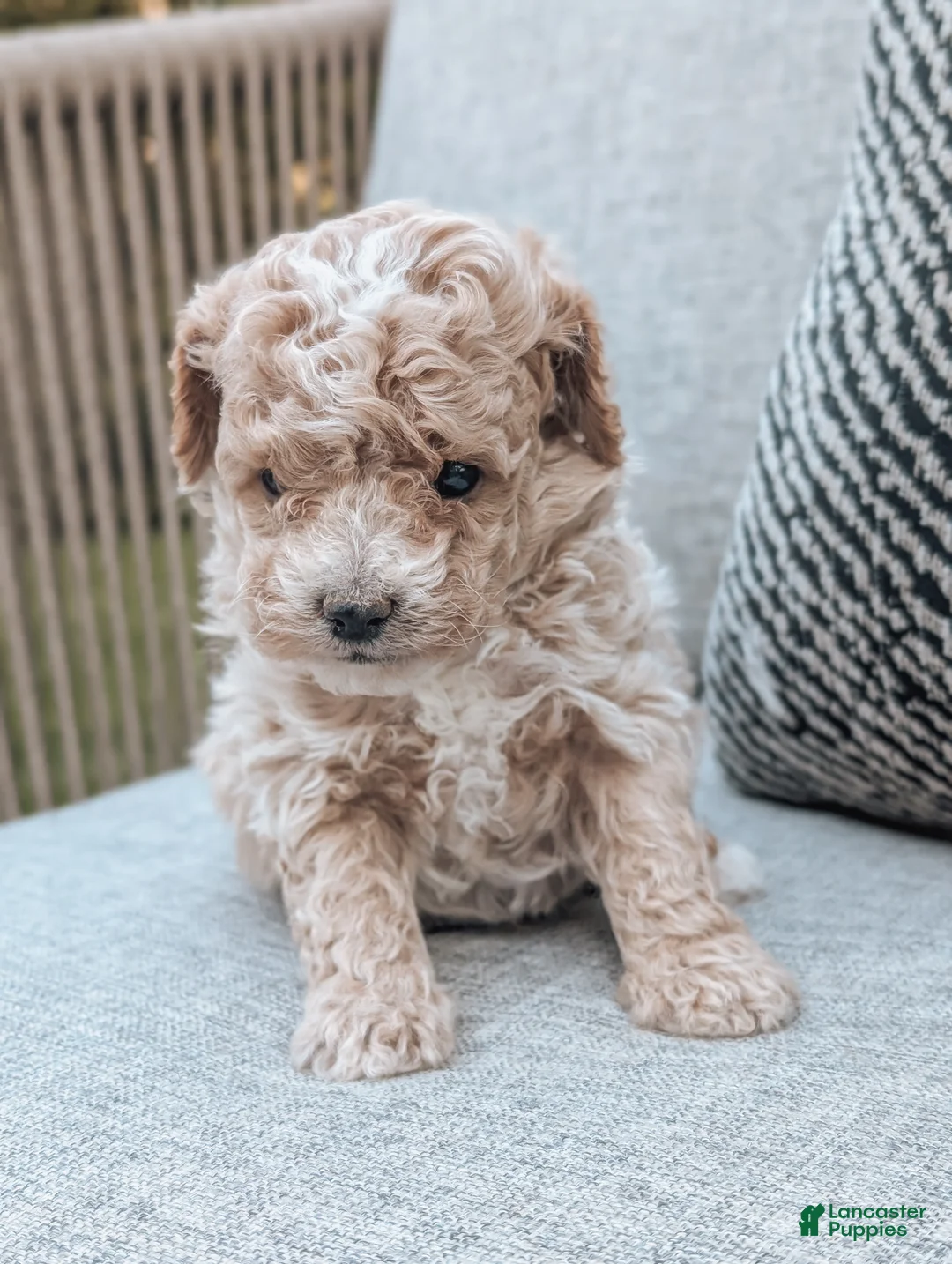 Bichpoo dogs for sale: Titan - Ad 2