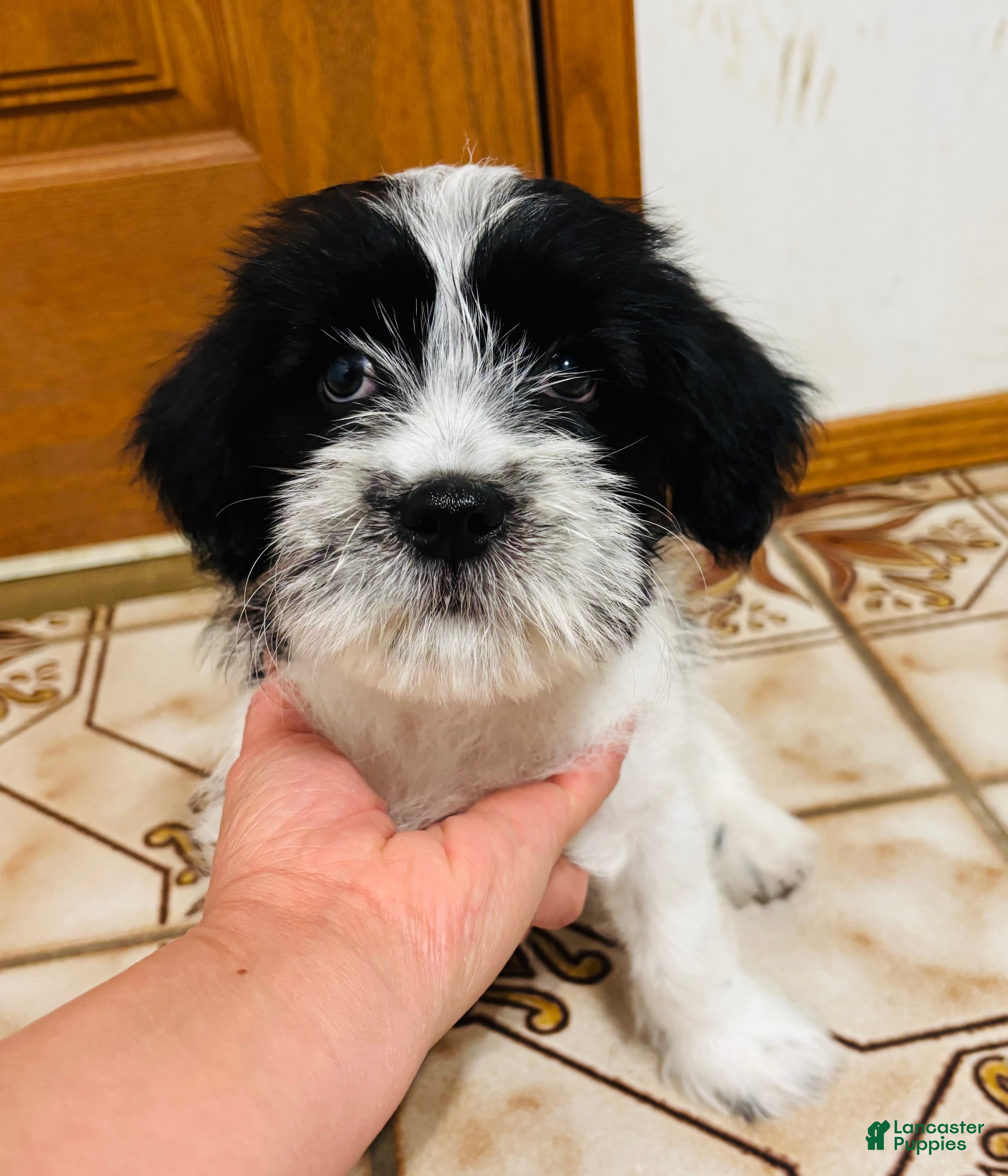 Mixed Breed dogs for sale: 🐶Teddy Bear Red❤️ - Ad 1