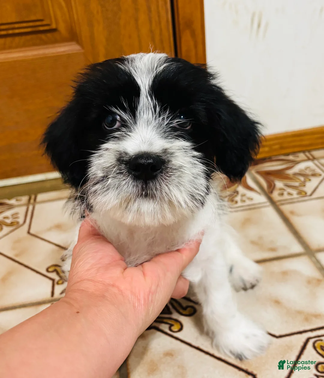 Mixed Breed dogs for sale: 🐶Teddy Bear Red❤️ - Ad 1