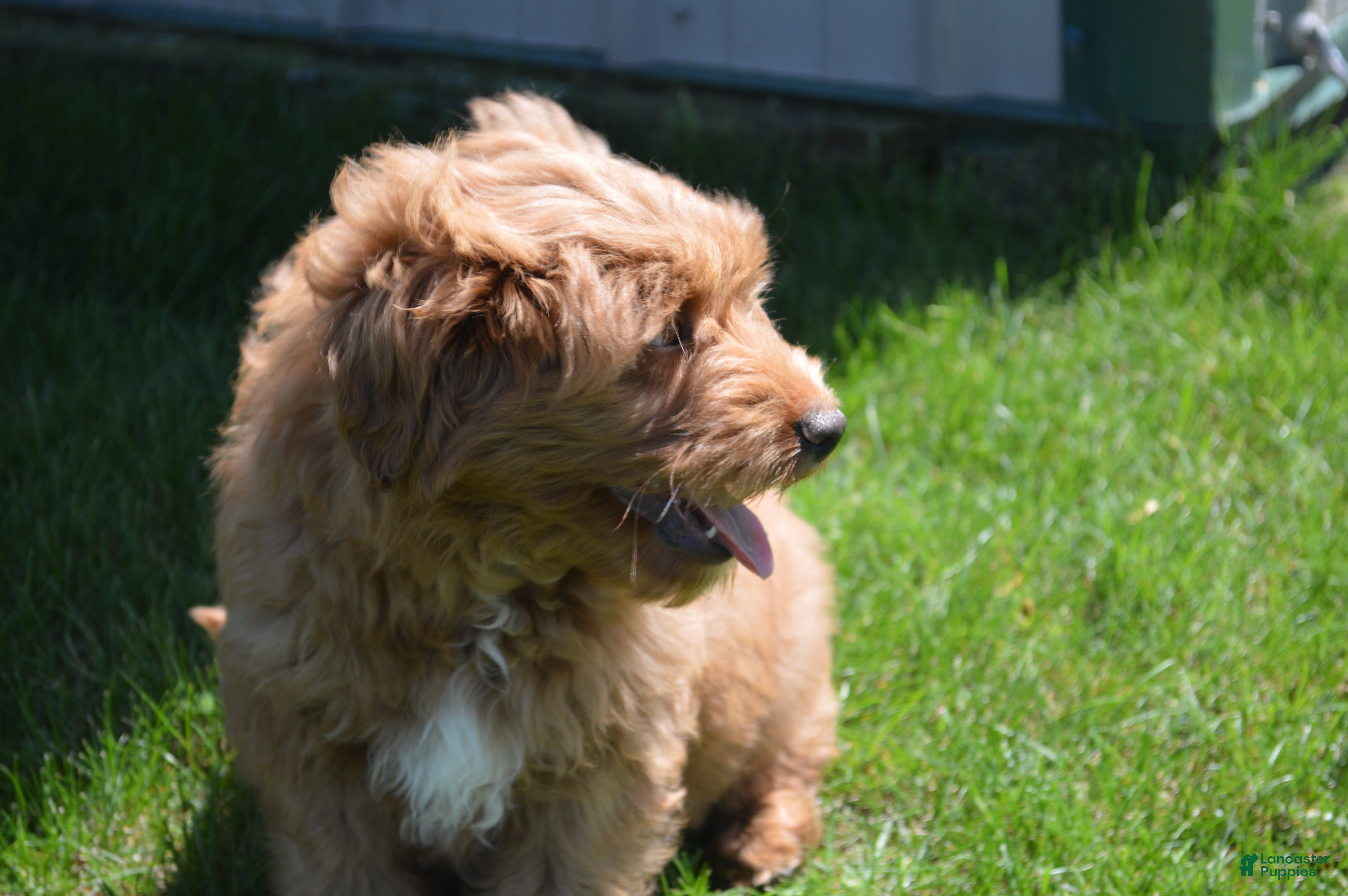 Mini Goldendoodle dogs Shaq - Ad 2
