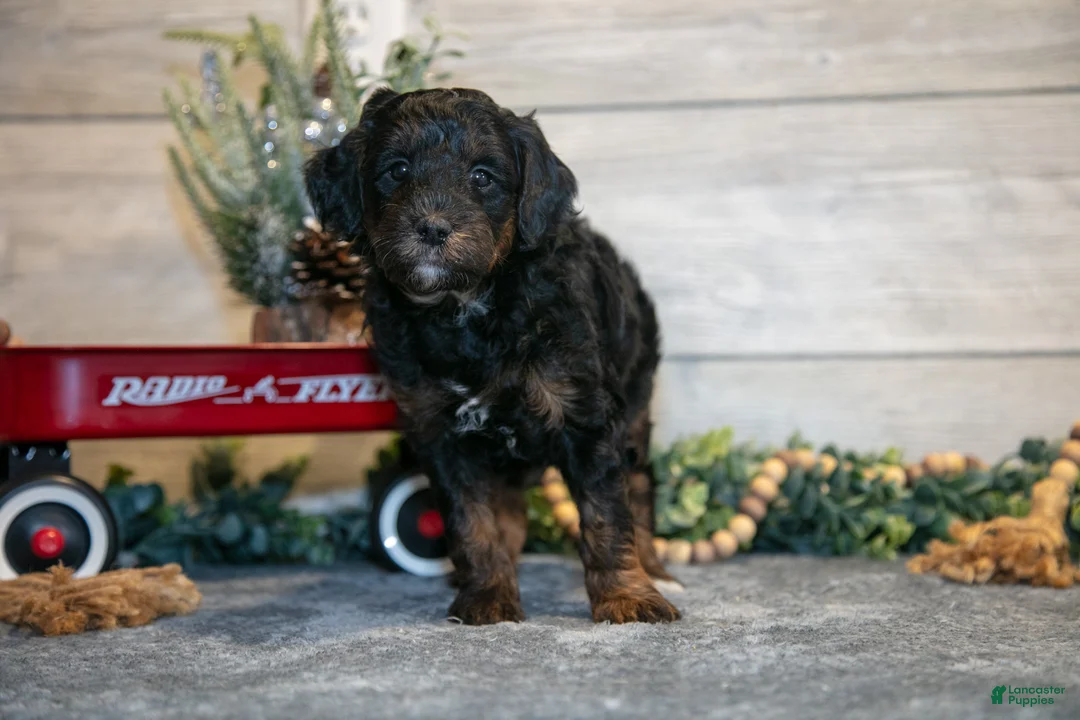 Mini Goldendoodle dogs for sale: Tuck - Ad 2