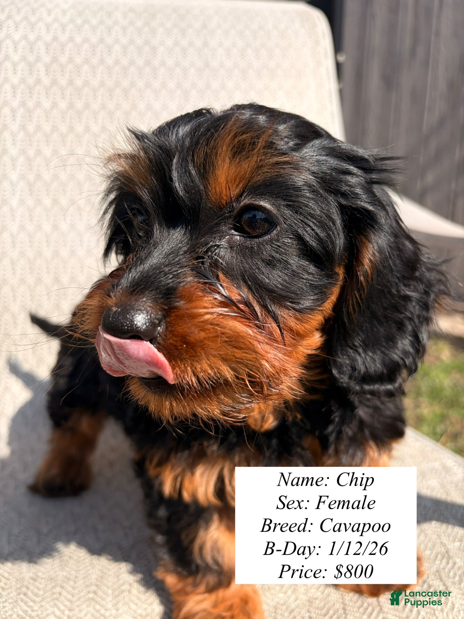 Cavapoo dogs for sale: Chip - Ad 3