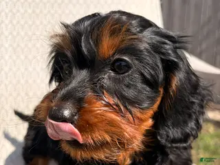 Cavapoo dogs for sale: Chip - Ad 3