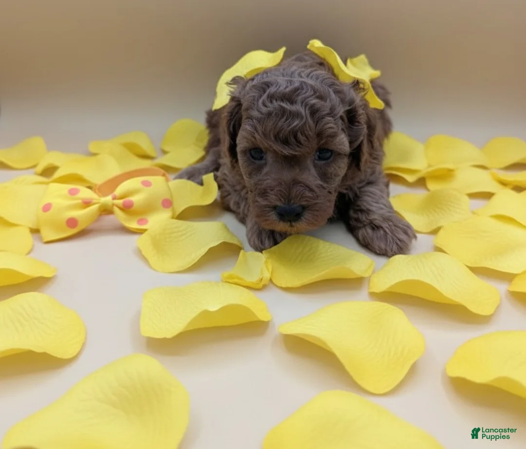 Toy Poodle dogs for sale: Toy Poodle Puppy 4 - Ad 9