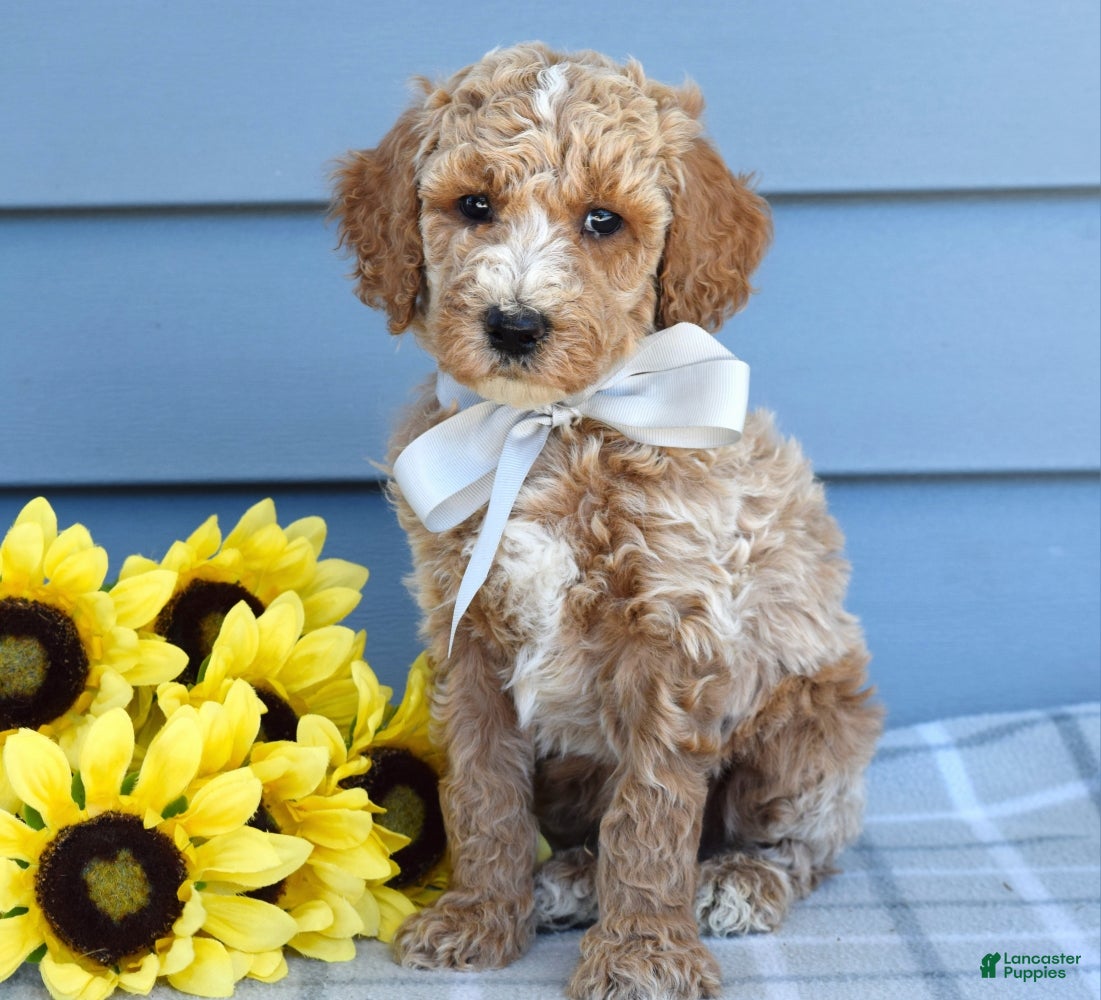 Goldendoodle dogs Hunter - Ad 1