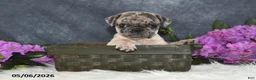 Pug dogs for sale: Gracelyn - Ad 14