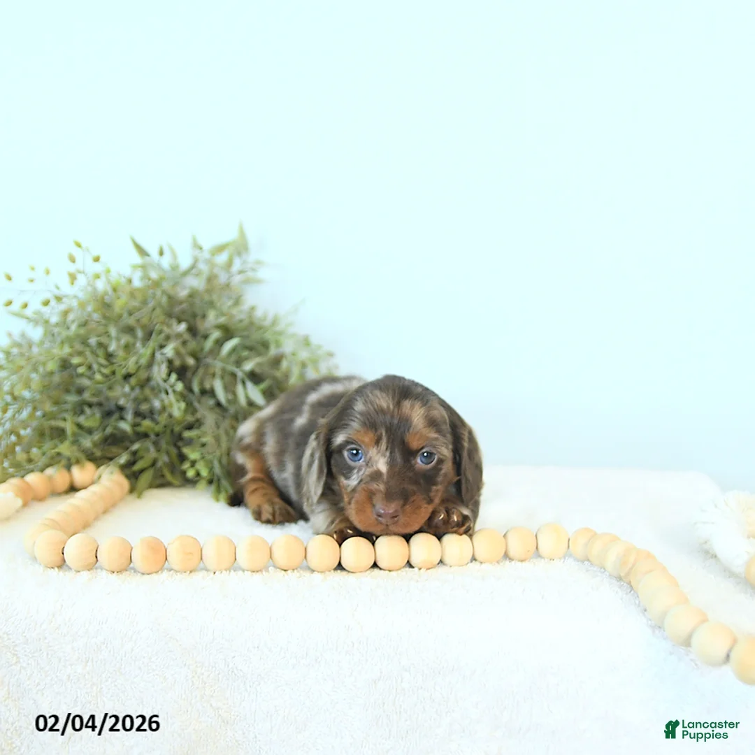 Miniature Dachshund dogs for sale: Brett - Ad 5