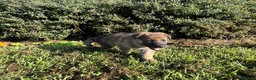 German Shepherd dogs for sale: Daisy - Ad 3