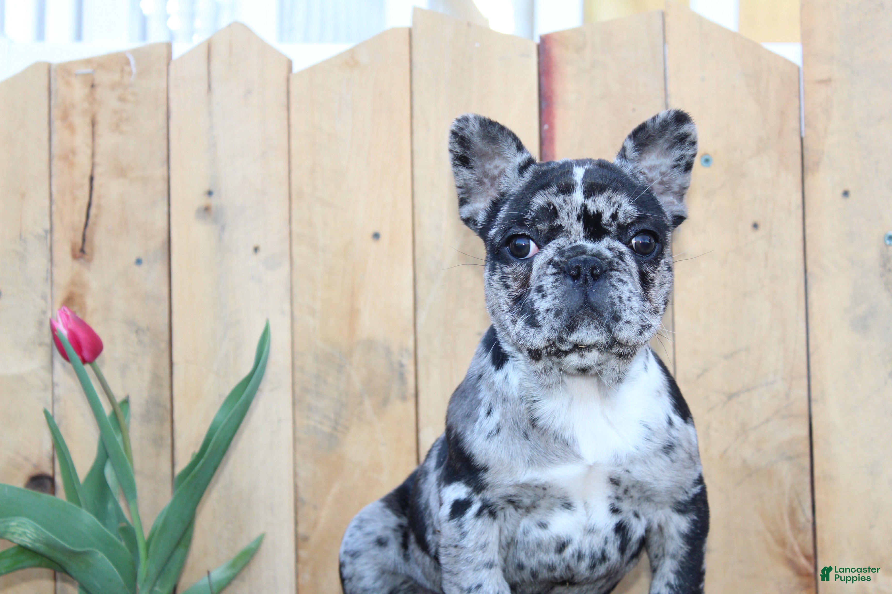 French Bulldog dogs April - Ad 1