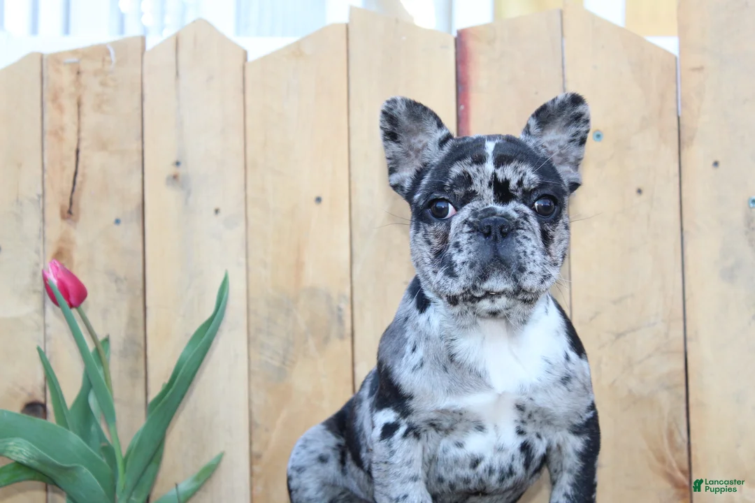 French Bulldog dogs for sale: April - Ad 1