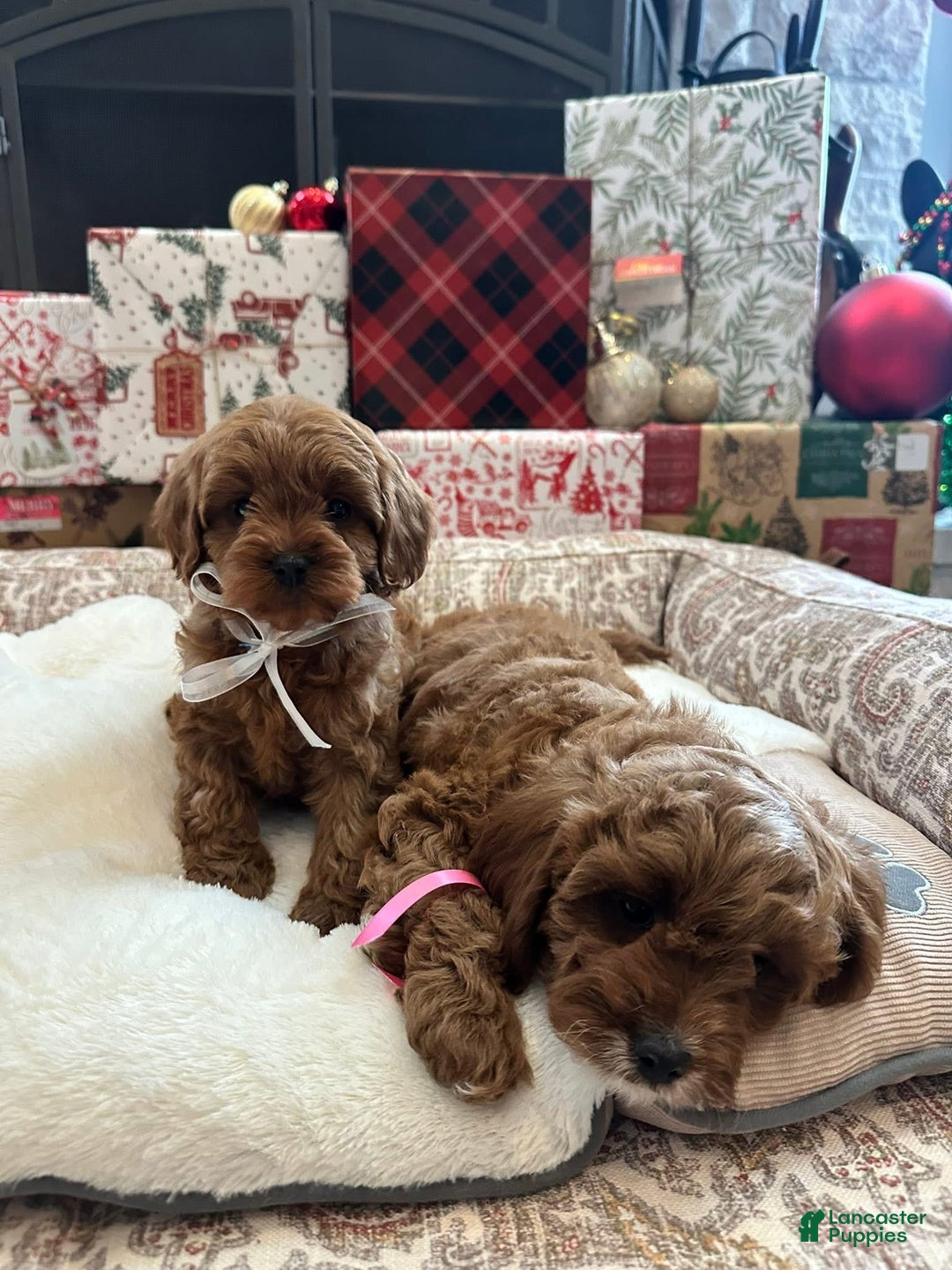 Cavapoo dogs for sale: Eleanor - Ad 5