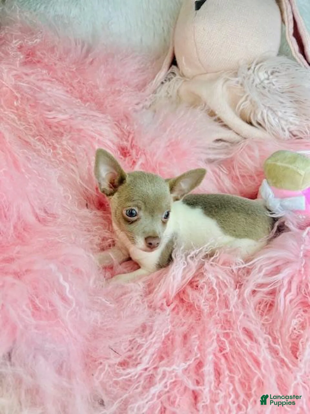 Chihuahua dogs for sale: Chihuahua Puppy 1 - Ad 2