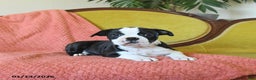 Boston Terrier dogs for sale: Jingles - Ad 4