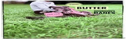 Great Dane dogs for sale: Butter - Ad 7