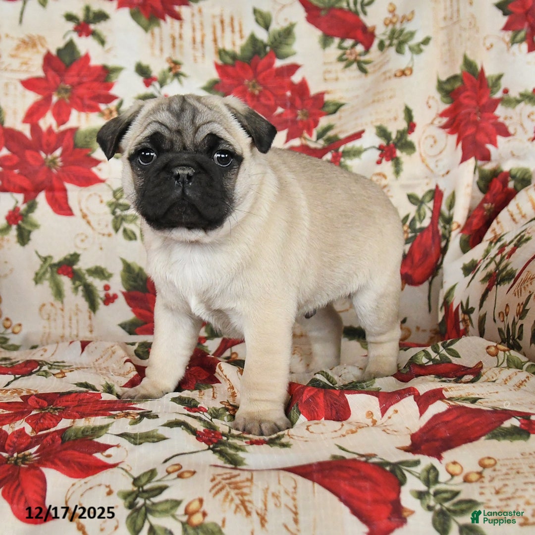 Pug dogs for sale: Charm  - Ad 3