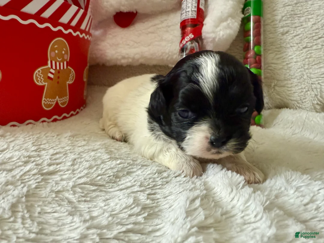 Shihpoo dogs for sale: Glinda  - Ad 12