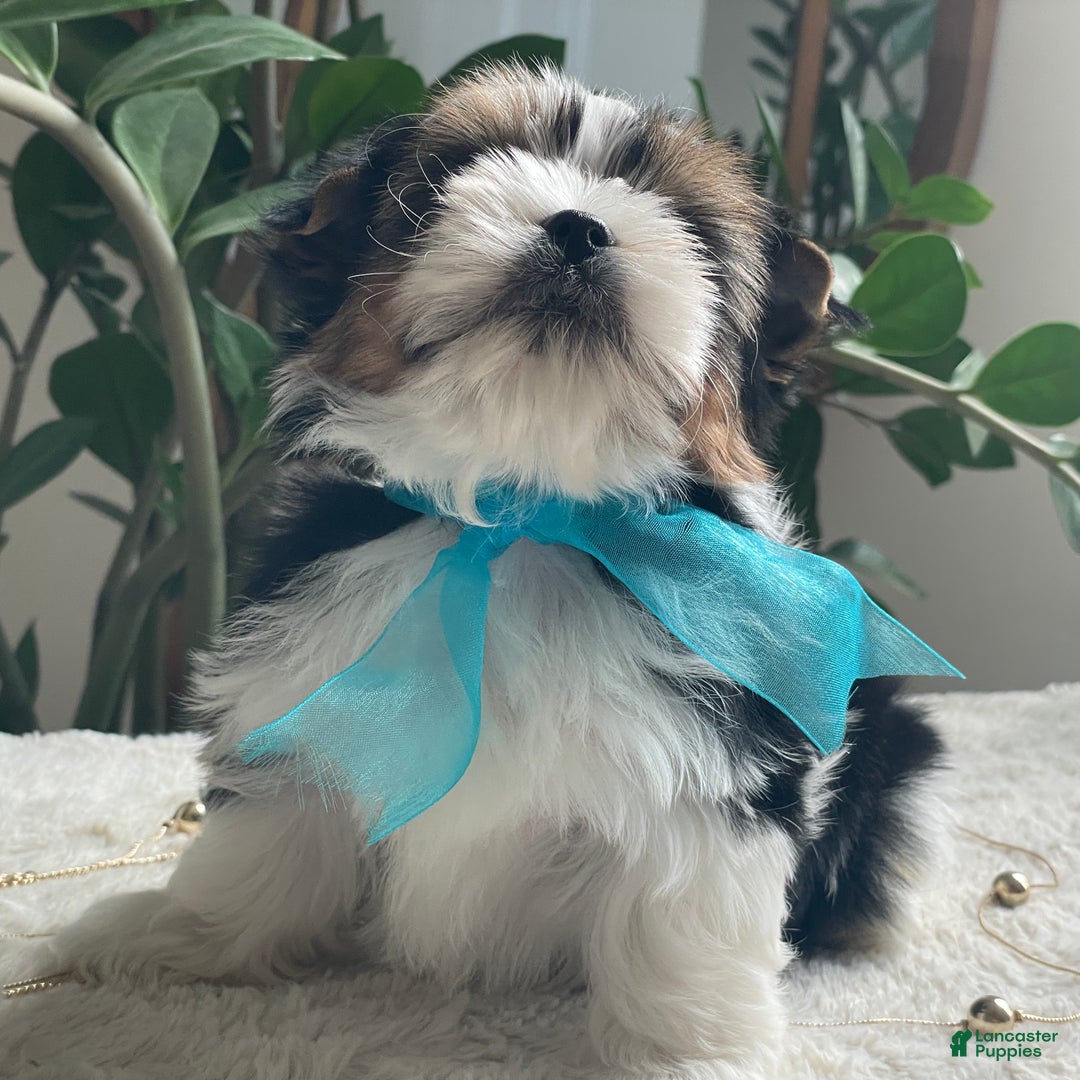Biewer Terrier dogs for sale: Teddy - Ad 4