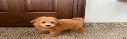 Maltipoo dogs for sale: Snickers  - Ad 11