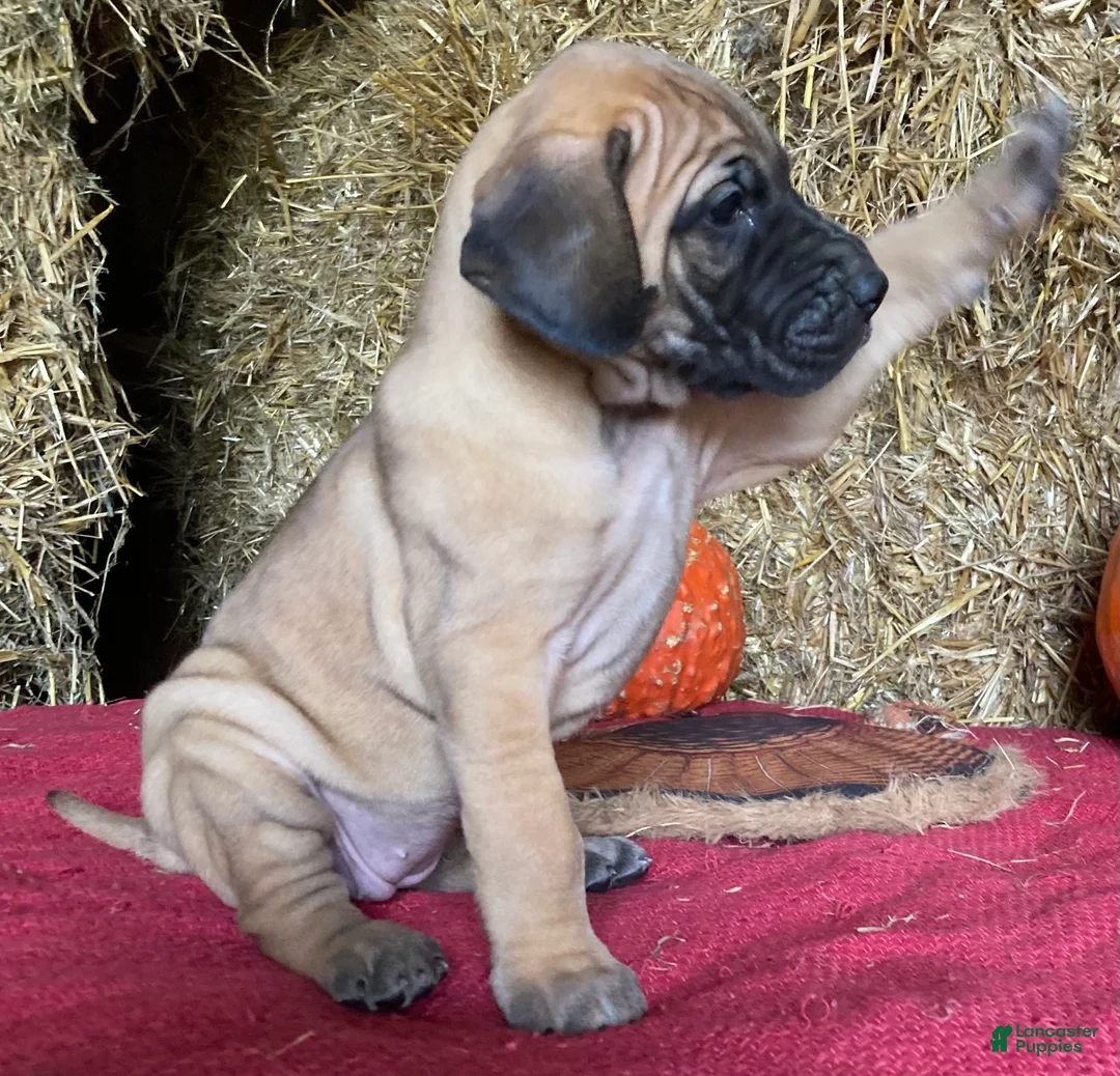 Great Dane dogs for sale: Lady - Ad 1