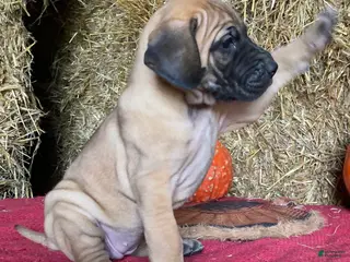 Great Dane dogs Lady - Ad 1