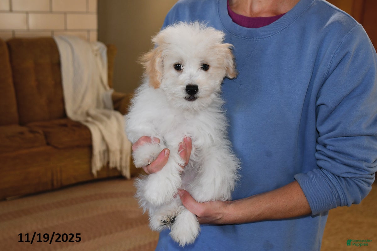 Havanese dogs Snoopy - Ad 41