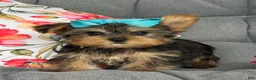 Yorkshire Terrier dogs for sale: Minx - Ad 3