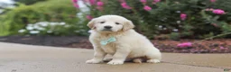 Golden Retriever dogs for sale: Briggs - Ad 4