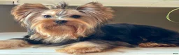 Yorkshire Terrier dogs for sale: Cody - Ad 10