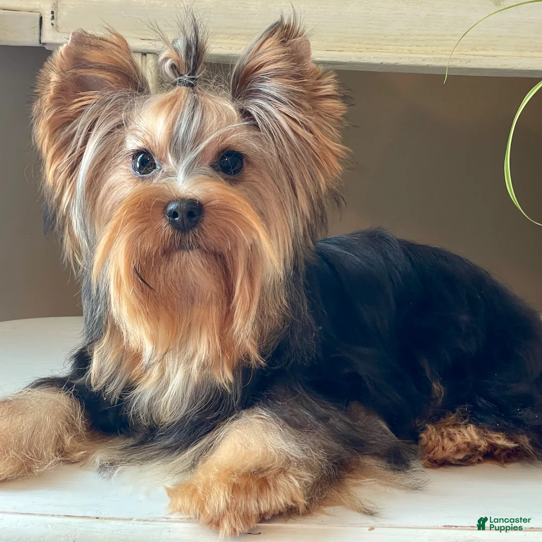Yorkshire Terrier dogs for sale: Cody - Ad 10