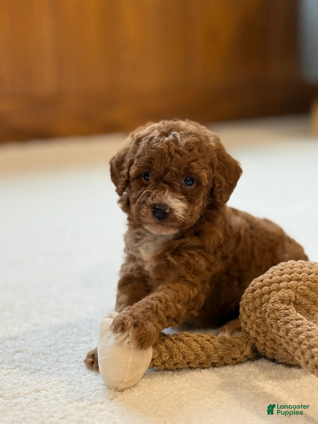 Miniature Poodle dogs for sale: Jazzy - Ad 12
