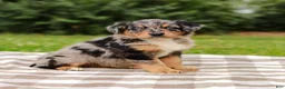 Aussiedoodle dogs for sale: Bailey Standard Sized - Ad 1