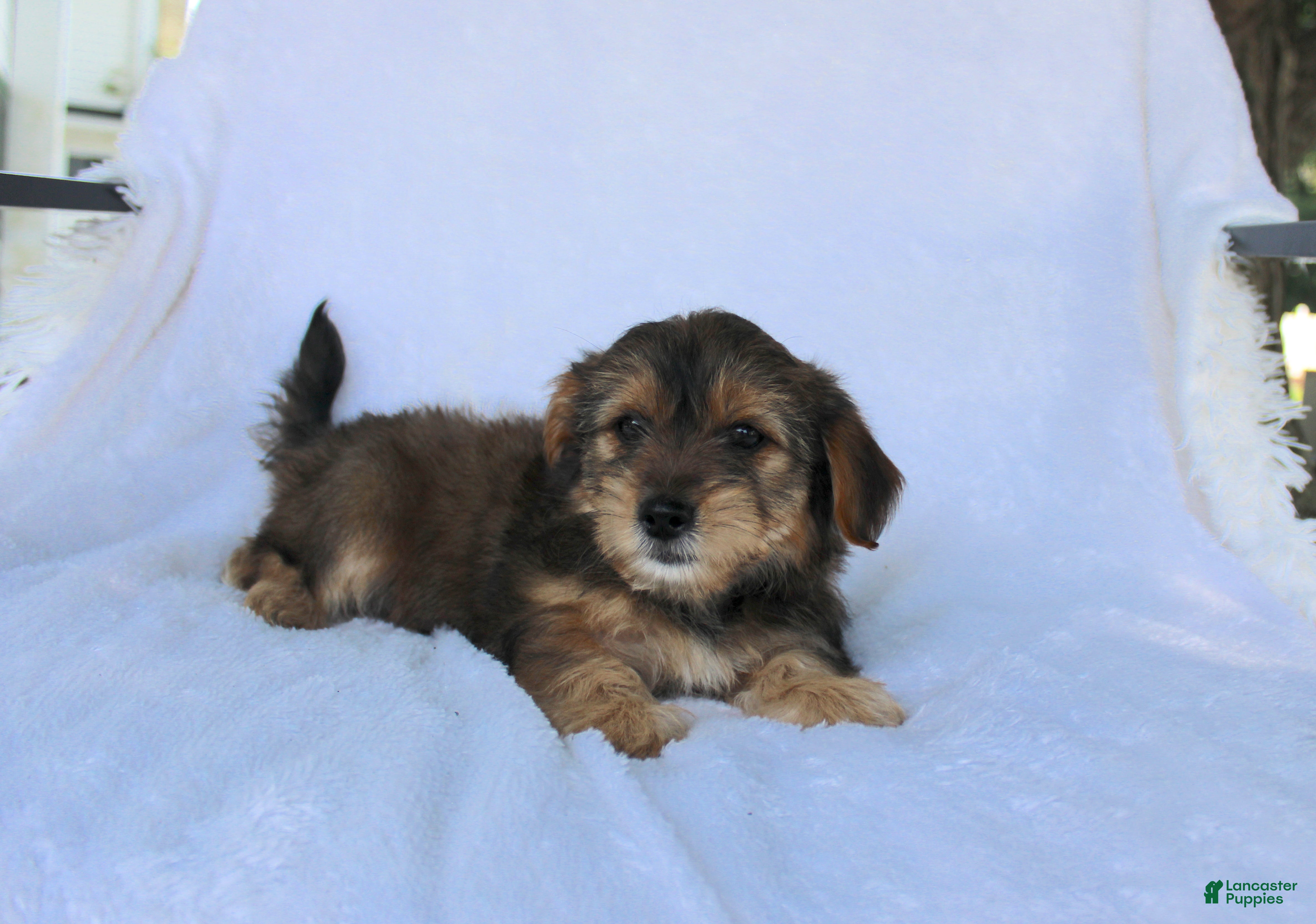 Yorkiepoo dogs Eddie - Ad 1