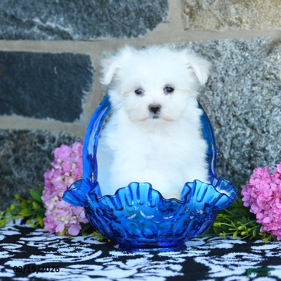 Maltese dogs Snowball - Ad 1