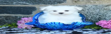 Snowball