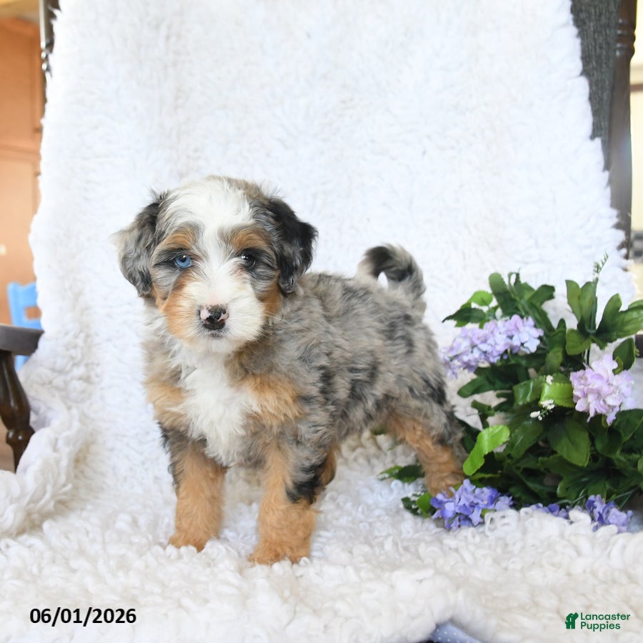 Mini Bernedoodle dogs for sale: Fancy - Ad 2