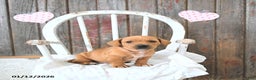 Miniature Dachshund dogs for sale: Brody - Ad 5