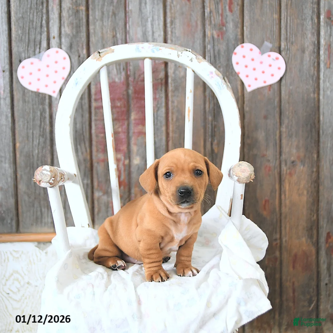 Miniature Dachshund dogs for sale: Brody - Ad 15